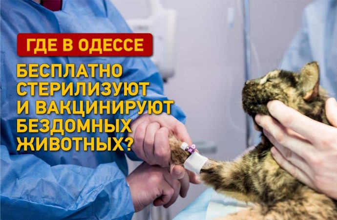 Где в Одессе бесплатно стерилизуют и вакцинируют бездомных животных?