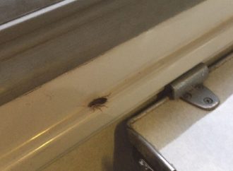 В поезде Одесса-Харьков тараканы атаковали пассажиров