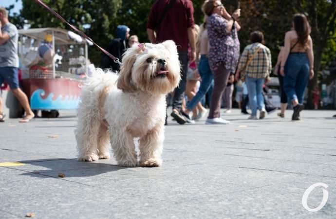 День города в Одессе16