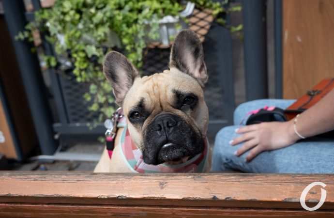 День города в Одессе3