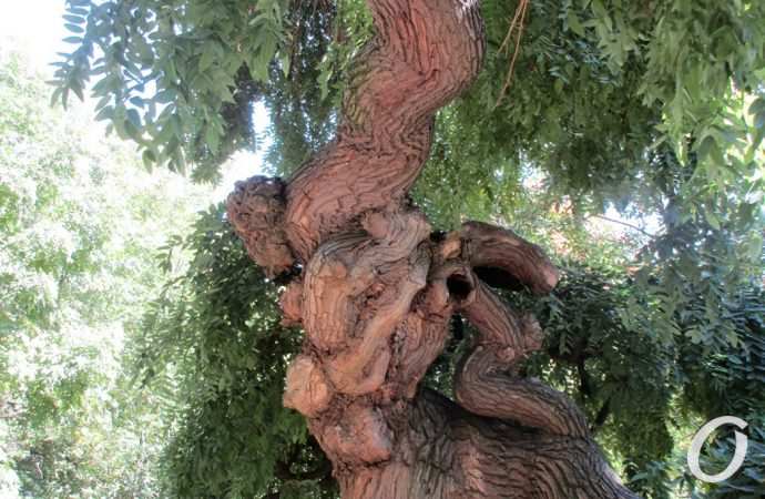 санаторий Чкаловский17