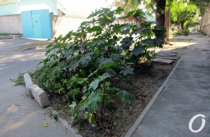 Виноградный переулок19