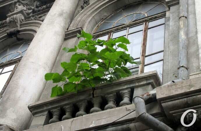 заброшка на Пастера5