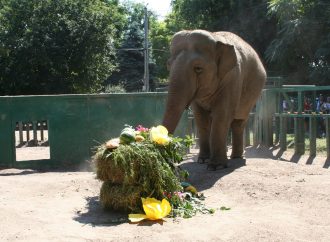 В Одесском зоопарке пройдут два детских праздника: сюрпризы для первоклассников и не только