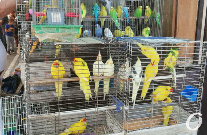 попугайчики