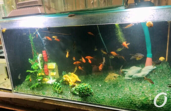 Староконный рынок сентябрь 2021