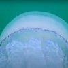 Осеннее Черное море: одесский эколог показал красоту медуз и новые «шарики» на дне (видео)