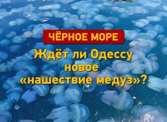 Ждет ли Черное море в Одессе новое нашествие медуз?