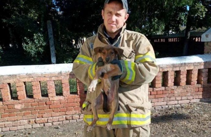 В Березовке извлекли из смертельной ловушки собаку, а в Одессе не дали погибнуть крошечным котятам (фото)
