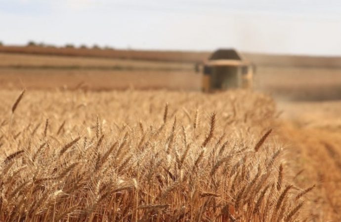 Украинские аграрии намолотили рекордное количество зерна – Одесская область в лидерах