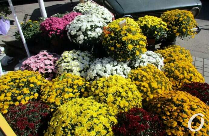 Новый базар в октябре5