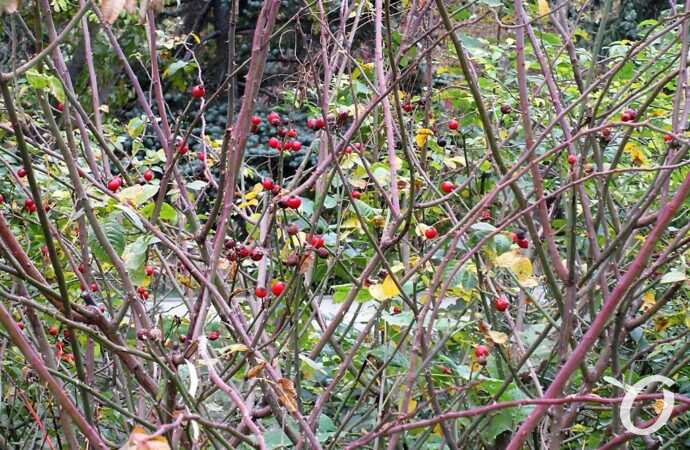 Одесса, октябрь 2021, Парк Победы4