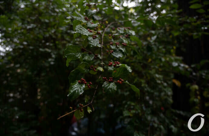 Одесса, дождь, октябоь