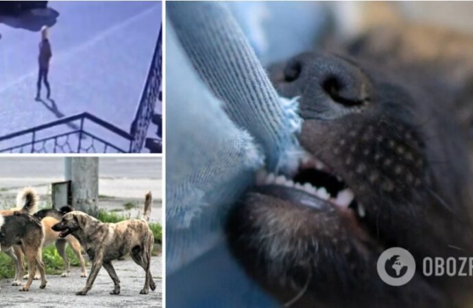 На поселке Котовского бездомные собаки напали на ребенка