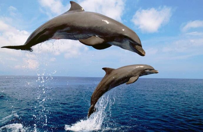 День Черного моря: какие дельфины обитают в нашем море и чем они похожи на людей