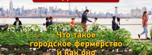 Город на даху: як міське фермерство приживається в Одесі