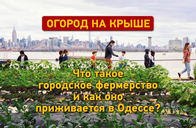 Огород на крыше: как городское фермерство приживается в Одессе?