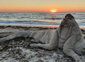 На одесском пляже поселился необычный морж (фото)
