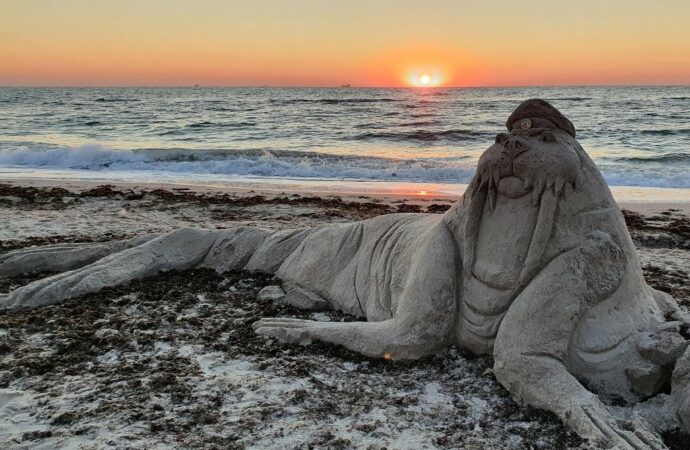 На одесском пляже поселился необычный морж (фото)