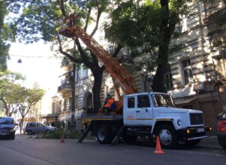 На улице Лейтенанта Шмидта в Одессе пилят деревья: что с проездом?