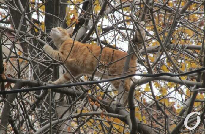 улица Ольгиевская10