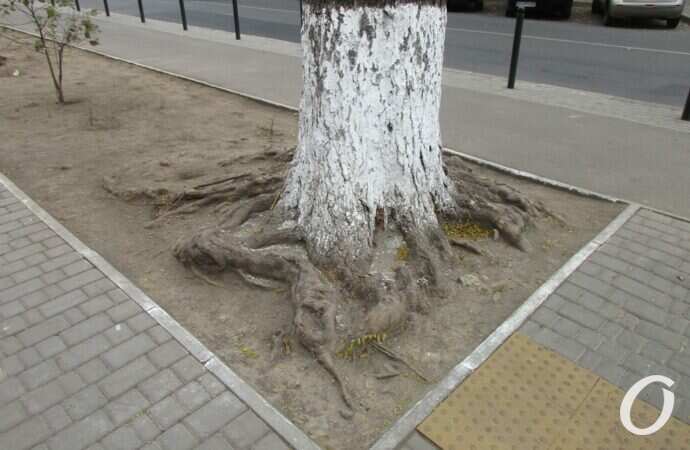 улица Ольгиевская41