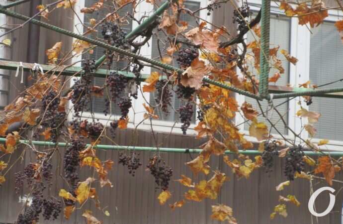 улица Ольгиевская6