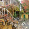 Красота по-одесски: «дом с плющом» в Щепном переулке (фото)