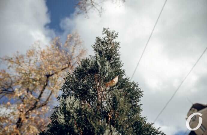 Ноябрь в центре Одессы15