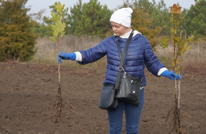 высадка деревьев