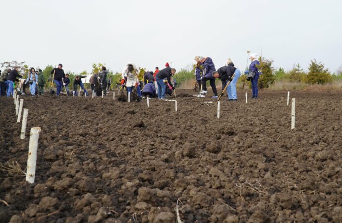 высадка деревьев
