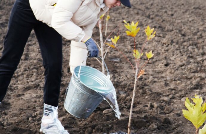 высадка деревьев