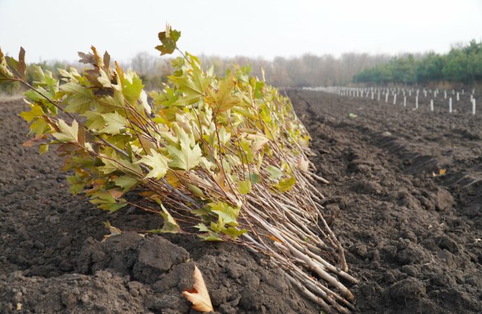 высадка деревьев