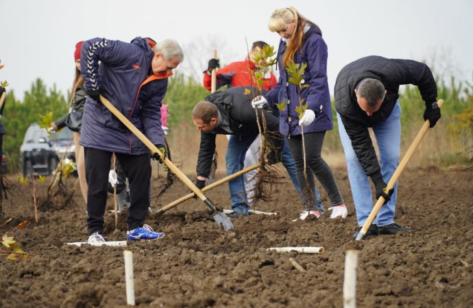 высадка деревьев