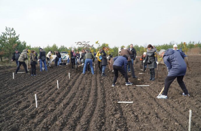 высадка деревьев