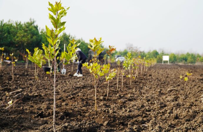 высадка деревьев