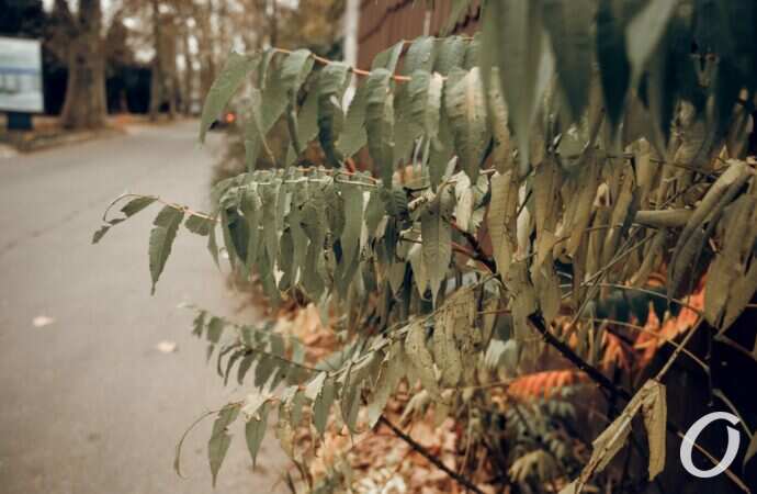 Дача Ковалевского ноябрь осень море