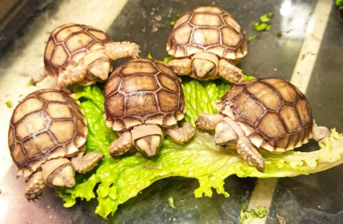 Как рождаются черепашки: в Одесском зоопарке показали милое видео (видео, фото)