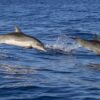 На Ланжероне заметили дельфинов: те нисколько не «стеснялись» людей
