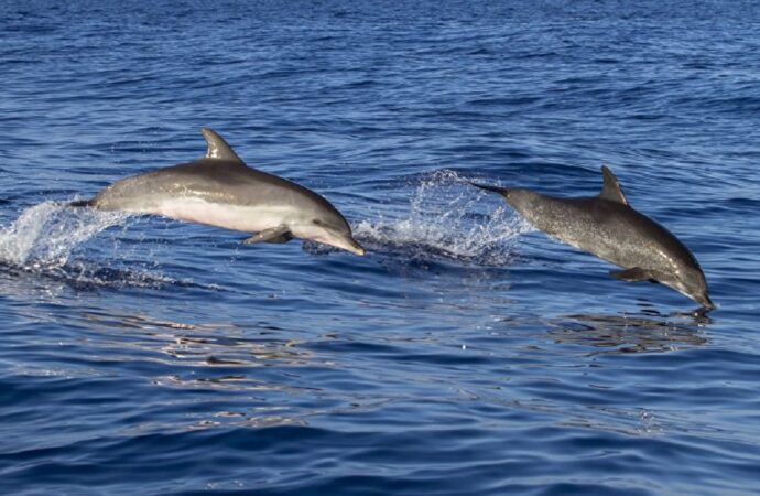 На Ланжероне заметили дельфинов: те нисколько не «стеснялись» людей