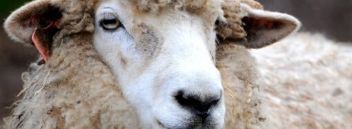 В Одесской области погибли в огне почти две сотни овец (фото)
