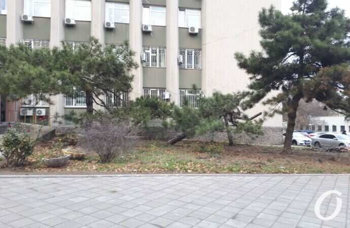 На Черняховского взялись за деревья: пилят сосны перед прокуратурой