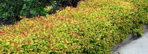 Одесса зеленеет: на образцовой Черняховского высадят полтысячи японских кустарников