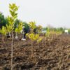 Одесскую область собираются засадить лесами