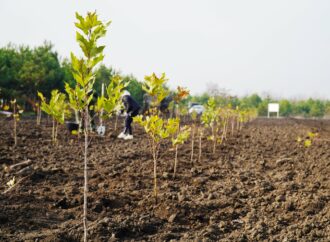 Одесскую область собираются засадить лесами