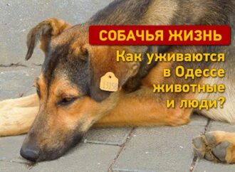 Собачья жизнь: как животные и люди уживаются в Одессе