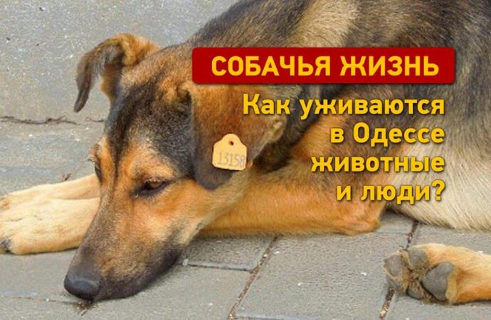 Собачья жизнь: как животные и люди уживаются в Одессе