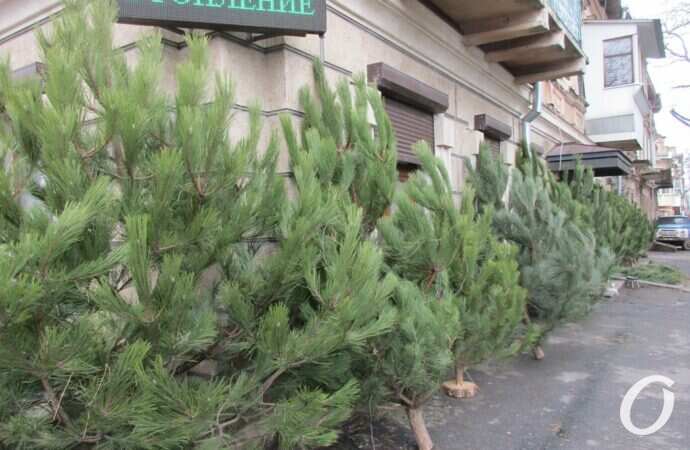 Одесский ёлочный базар у Нового рынка10