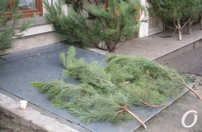 Одесский ёлочный базар у Нового рынка11