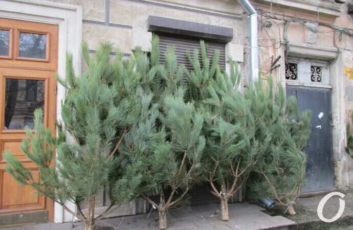 Одесский ёлочный базар у Нового рынка12